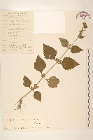 藏品(腺梗豨薟)的圖片