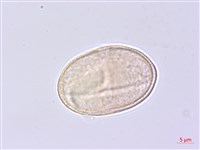 藏品(水芹)的圖片