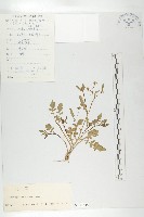 藏品(濕生葶藶)的圖片