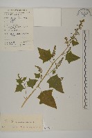 藏品(大葉藜)的圖片