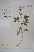 藏品(醉蝶花)的圖片