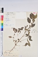 藏品(鐵莧菜)的圖片