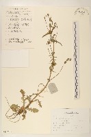 藏品(抱莖苦菜)的圖片