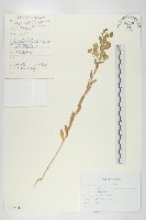 藏品(凹果菥蓂、遏藍菜)的圖片