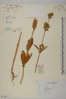 藏品(堅硬女婁菜)的圖片