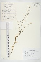 藏品(薺)的圖片