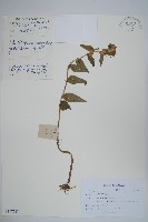 藏品(聚花風鈴草)的圖片