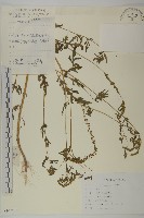 藏品(三裂豚草)的圖片