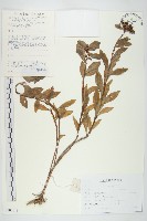 藏品(費菜)的圖片