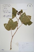 藏品(短梗五加)的圖片