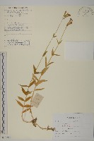 藏品(絲瓣剪秋籮)的圖片