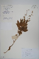 藏品(牧根草)的圖片