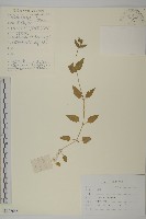 藏品(牛繁縷)的圖片