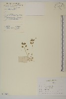 藏品(繁縷)的圖片