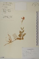 藏品(淺裂剪秋蘿)的圖片