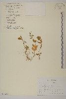 藏品(繁縷)的圖片