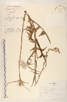 藏品(多裂山萵苣)的圖片