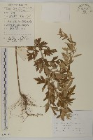 藏品(艾蒿)的圖片