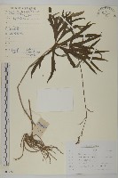 藏品(免兒傘)的圖片