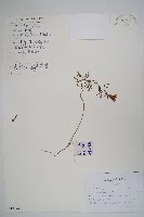 藏品(角蒿)的圖片