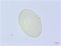 藏品(長鞘獨活)的圖片