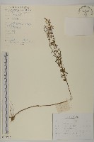 藏品(牡蒿)的圖片