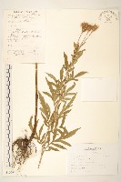 藏品(偽泥胡菜)的圖片