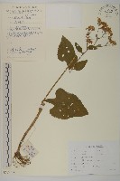 藏品(東鳳菜)的圖片