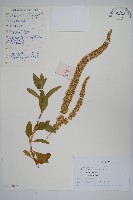 藏品(尾穗莧、老鎗穀)的圖片