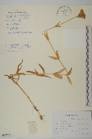 藏品(絲瓣剪秋籮)的圖片