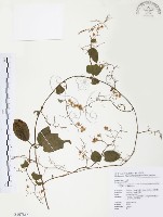 藏品(台灣何首烏)的圖片