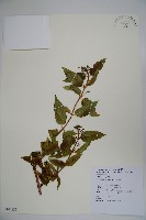 藏品(阿里山忍冬、漸尖葉忍冬)的圖片
