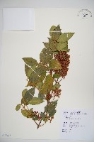 藏品(呂宋莢迷)的圖片