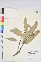 藏品(青剛櫟、鐵椆)的圖片