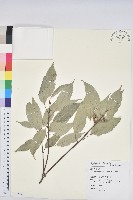 藏品(青剛櫟、鐵椆)的圖片