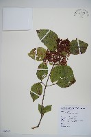 藏品(呂宋莢迷)的圖片