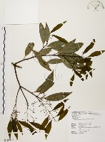 藏品(山肉桂、台灣肉桂)的圖片