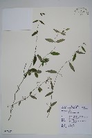 藏品(疏花鷗蔓)的圖片