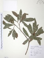 藏品(楊梅)的圖片