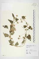 藏品(娥房藤)的圖片