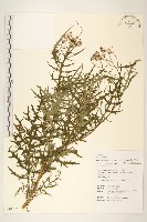 藏品(關山千里光)的圖片
