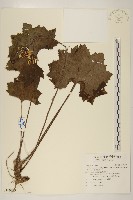 藏品(紅毛杜鵑)的圖片