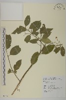 藏品(刺果衛矛)的圖片