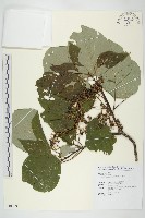 藏品(梜木)的圖片