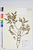 藏品(毛蕊花)的圖片