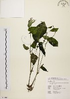 藏品(尖舌草、全唇尖舌苣苔)的圖片