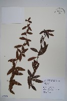 藏品(南湖小蘗)的圖片