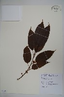 藏品(朱紅水木)的圖片