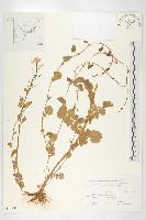 藏品(水田碎米薺)的圖片