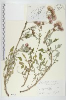 藏品(泥胡菜)的圖片